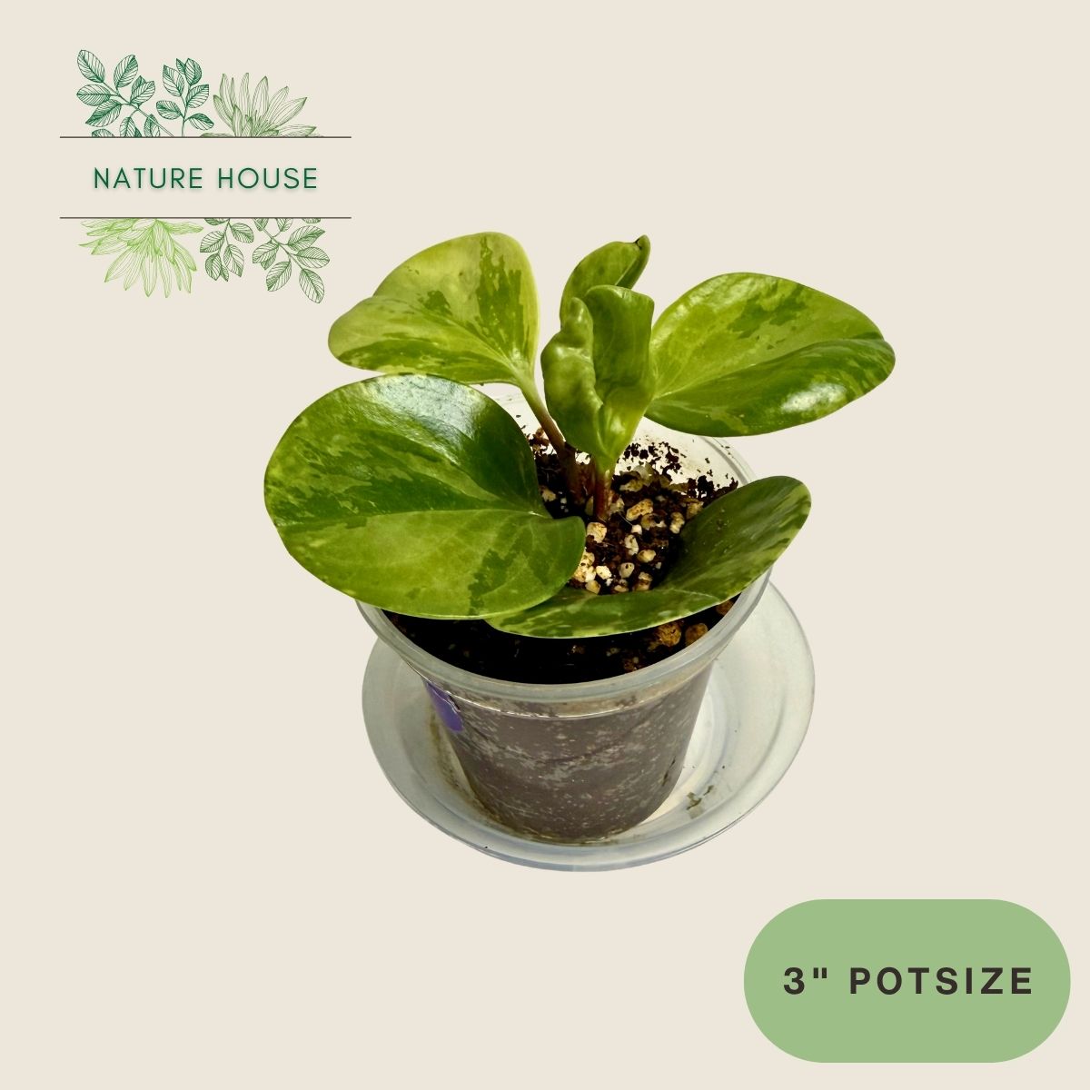 Peperomia Obtusifolia Variegated - 3 inch pot - front view