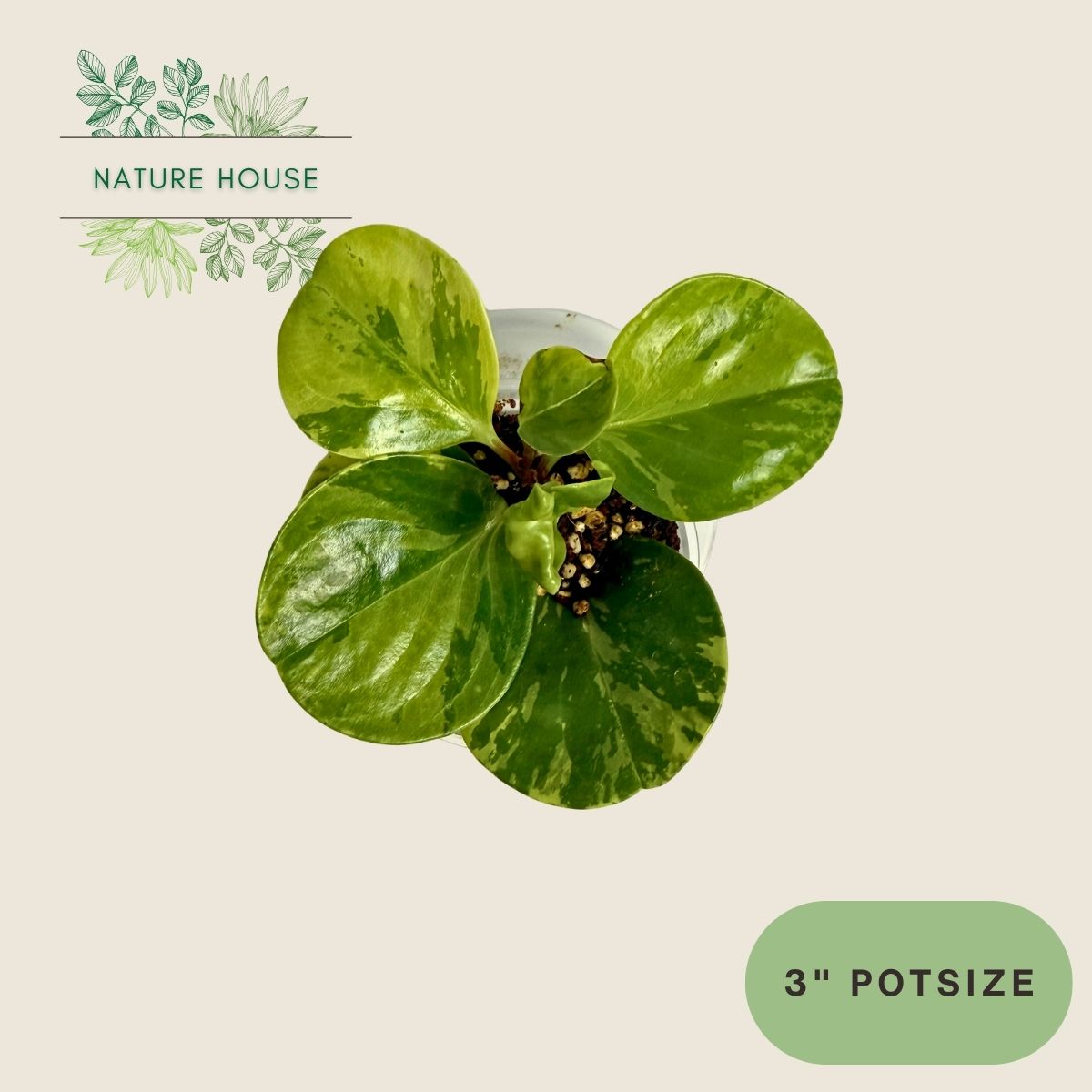 Peperomia Obtusifolia Variegated - 3 inch pot - front view