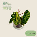 Philodendron Billitiae Variegated - 3 inch pot - front view