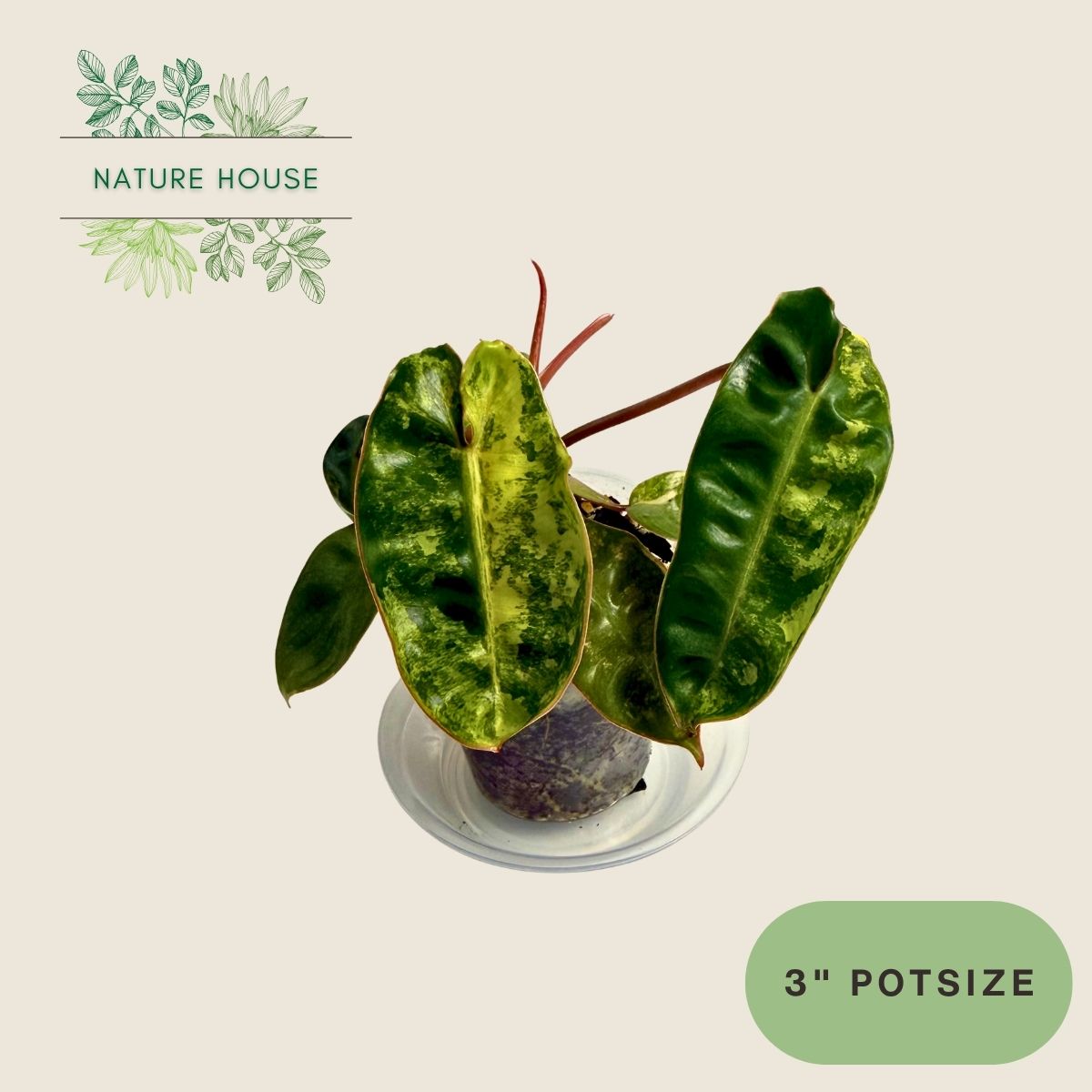 Philodendron Billitiae Variegated - 3 inch pot - front view
