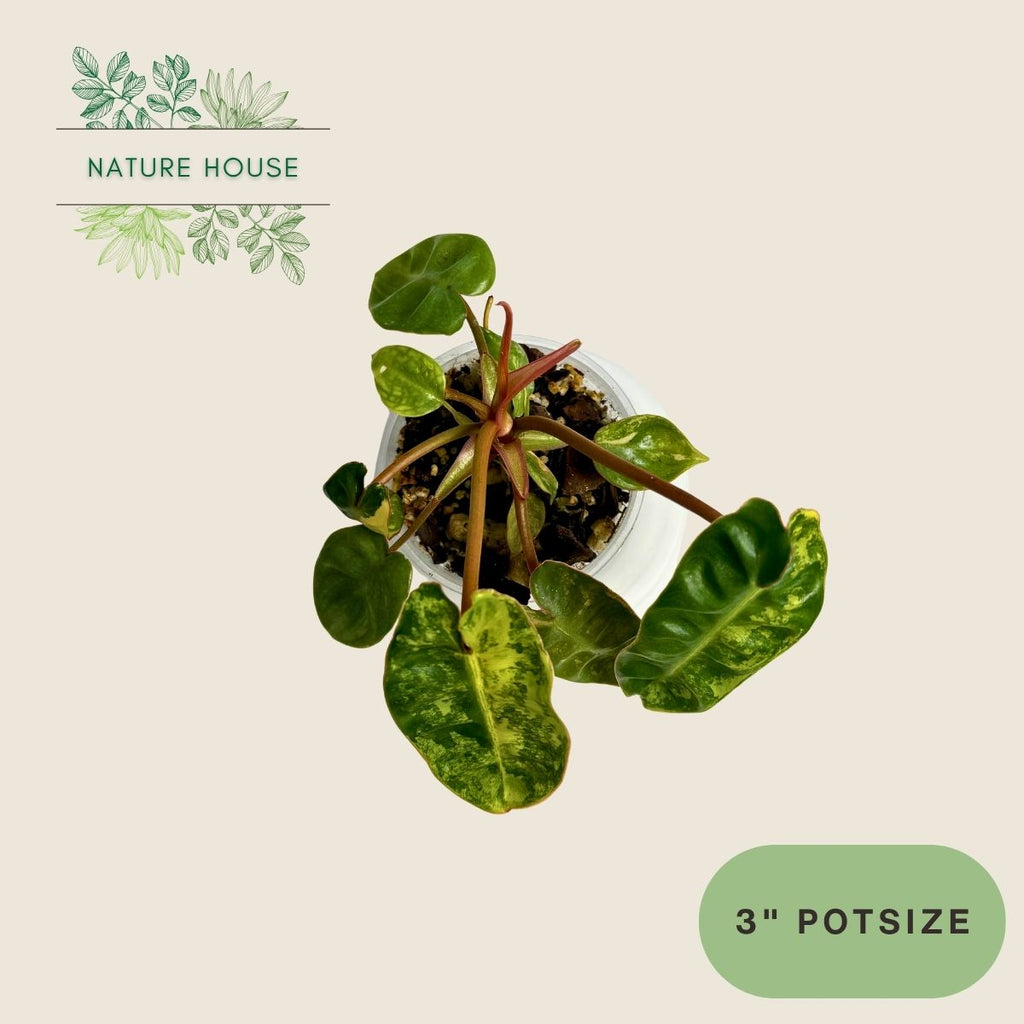 Philodendron Billitiae Variegated - 3 inch pot - front view
