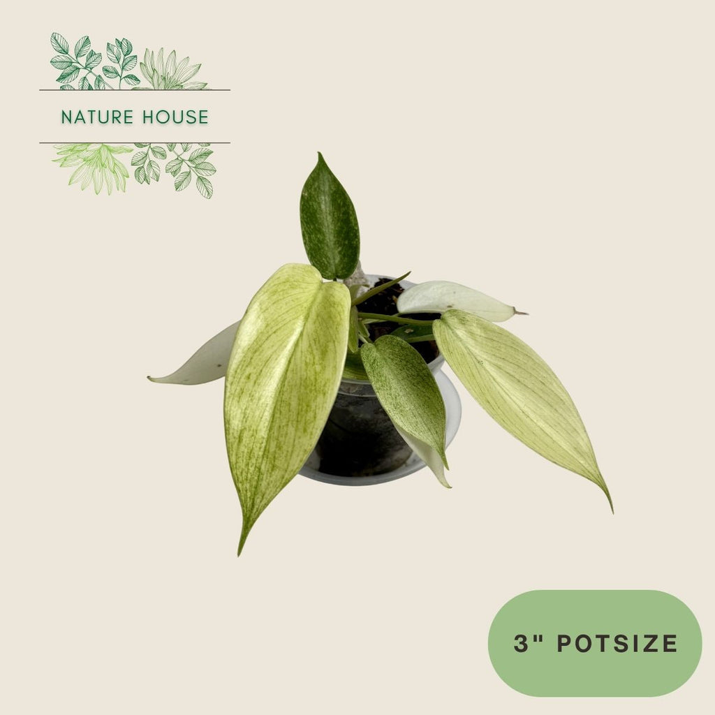 Philodendron Florida Ghost - 3 inch pot - front view
