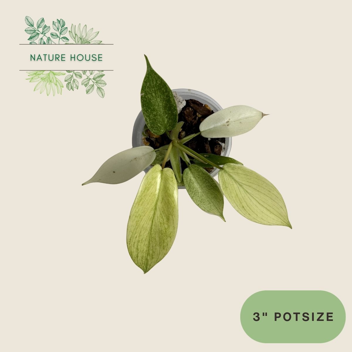 Philodendron Florida Ghost - 3 inch pot - front view