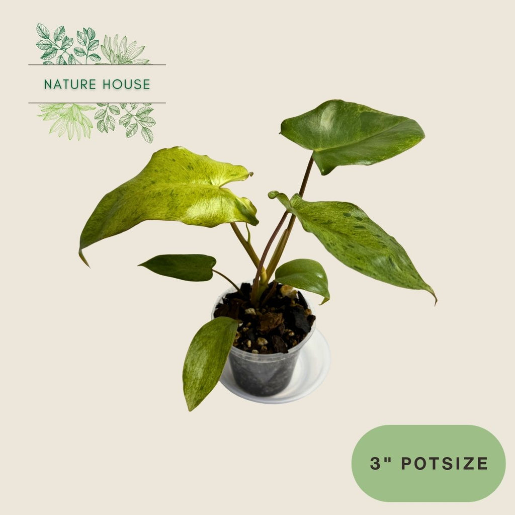 Philodendron Paraiso Verde - 3 inch pot - front view