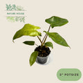 Philodendron Paraiso Verde - 3 inch pot - front view
