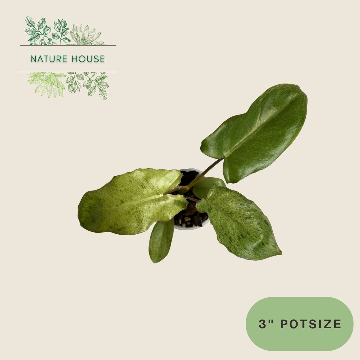 Philodendron Paraiso Verde - 3 inch pot - front view