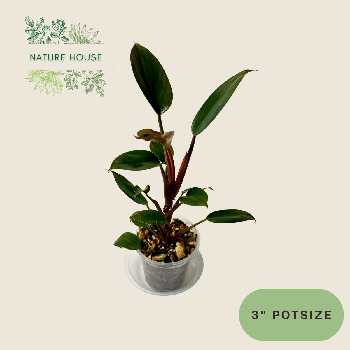 Philodendron Red Congo - 3 inch pot - front view