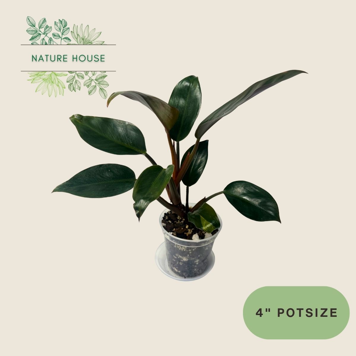 Philodendron Red Congo - 4 inch pot - front view