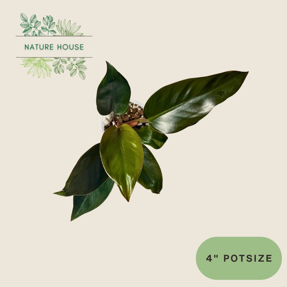 Philodendron Red Congo - 4 inch pot - top view