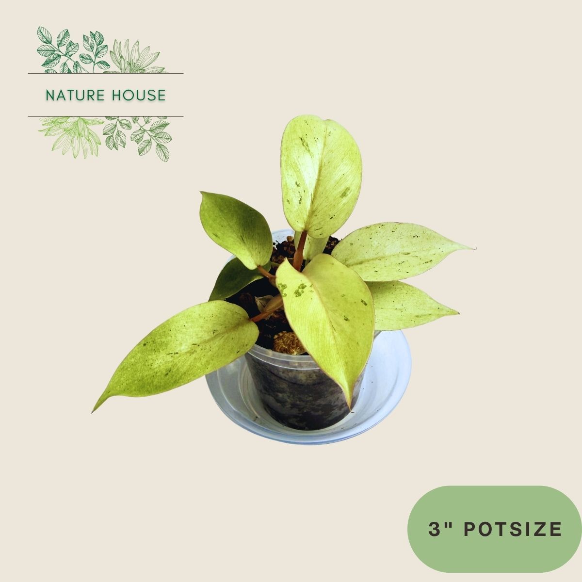 Philodendron Snowdrift - 3 inch pot - front view