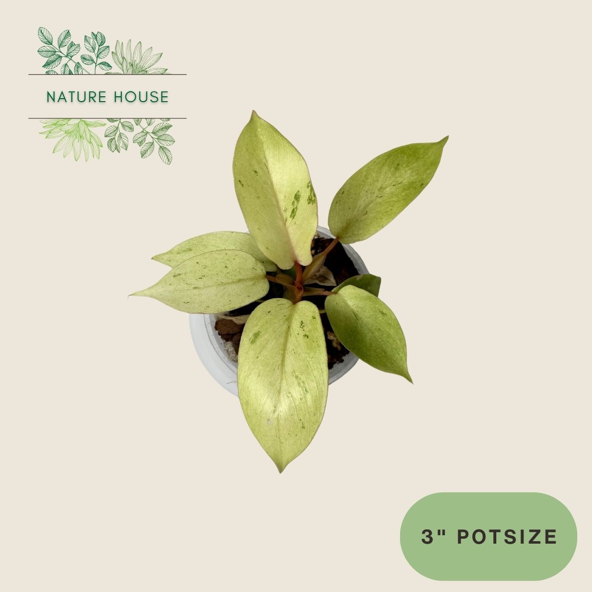 Philodendron Snowdrift - 3 inch pot - front view