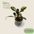 Philodendron Variegated Red Congo - 3 inch pot - front view
