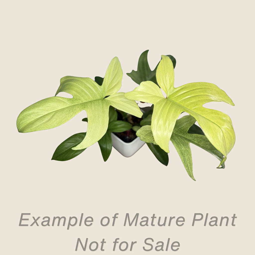 Philodendron Florida Ghost Mint - mature plant