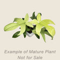 Philodendron Florida Ghost Mint - mature plant