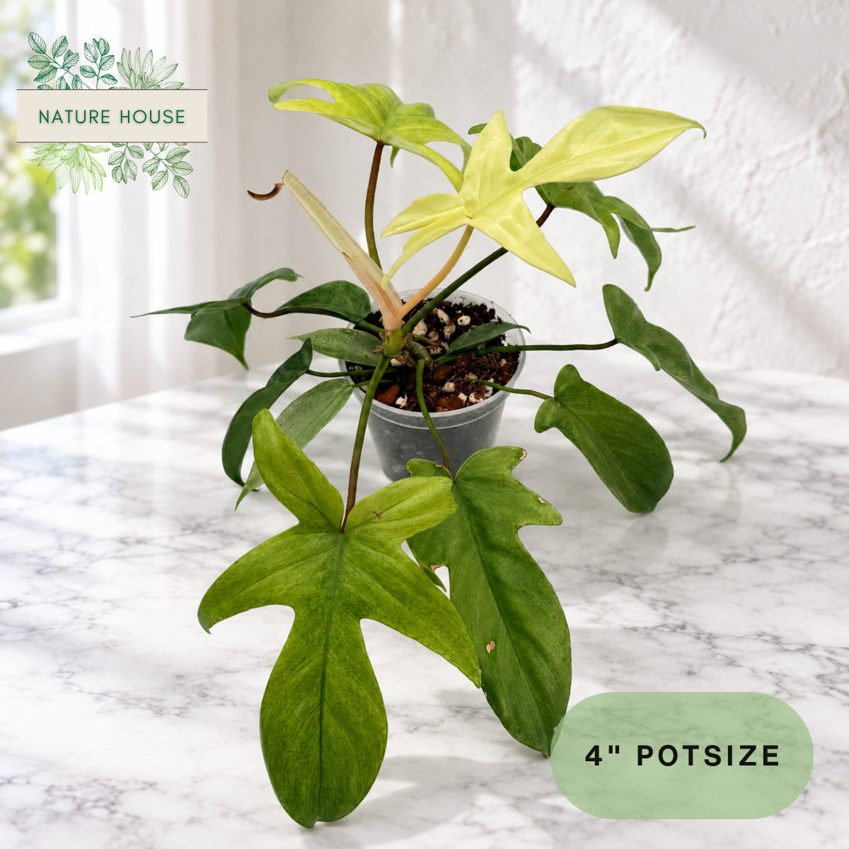 Philodendron Florida Ghost in a 4 inch pot, Nature House