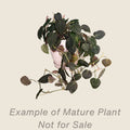 Philodendron Micans - mature plant