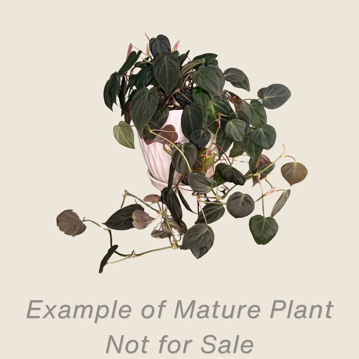 Philodendron Micans - mature plant