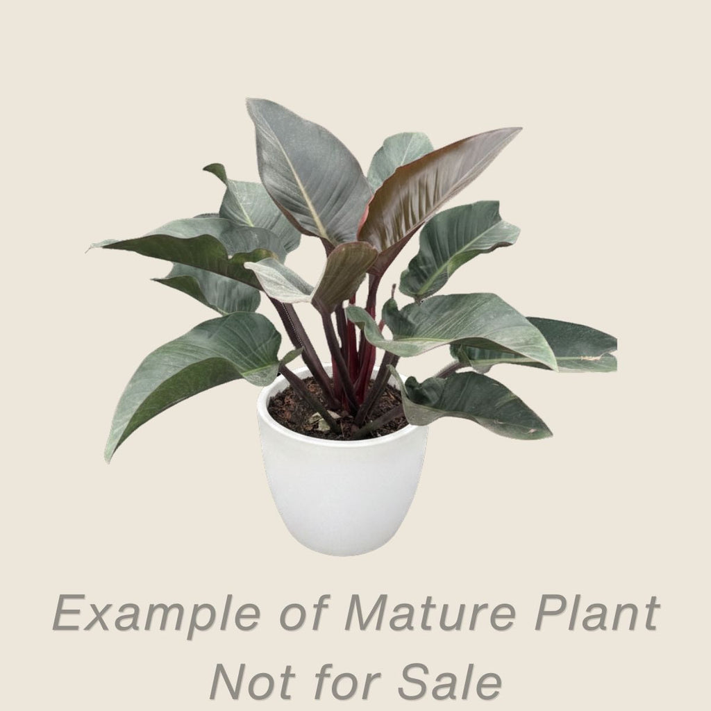 Philodendron Red Congo - mature plant