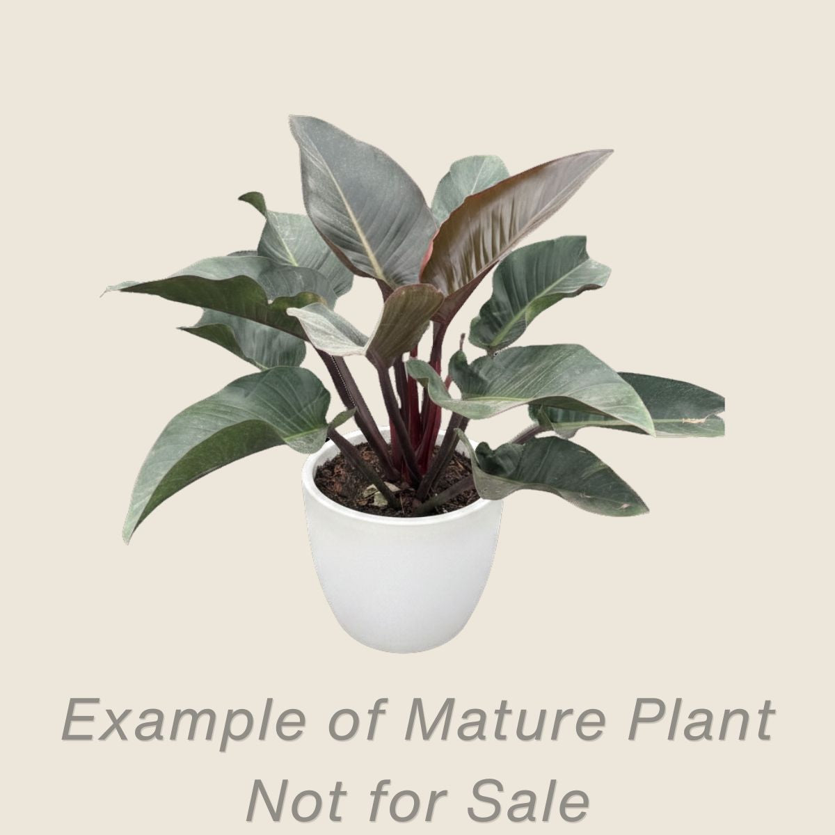 Philodendron Red Congo - mature plant