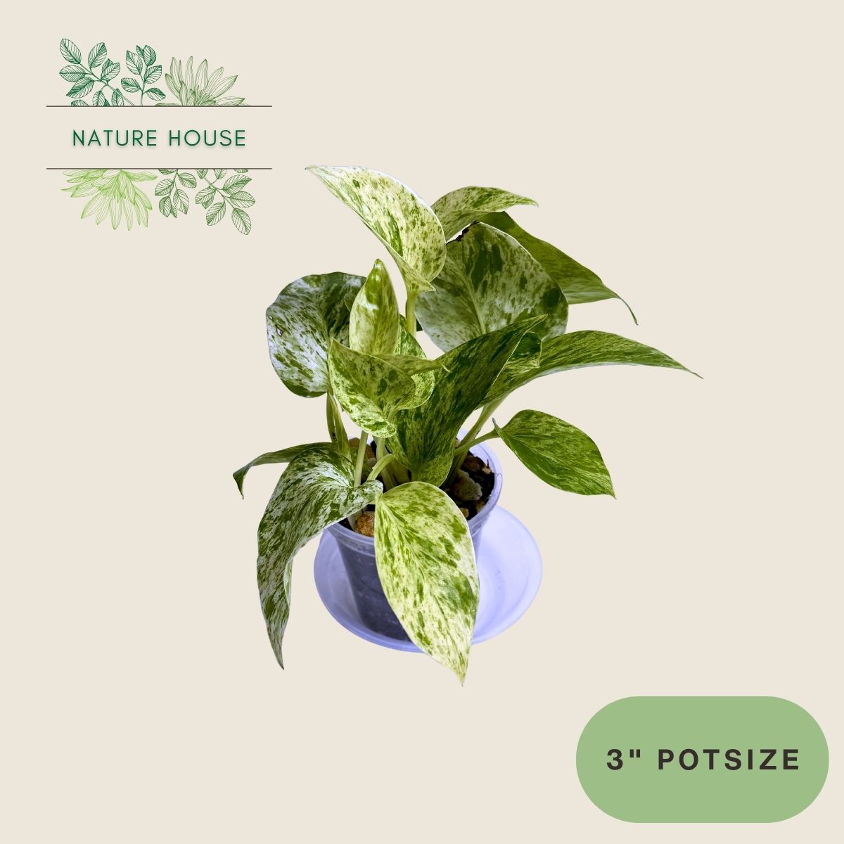 Pothos Blizzard - 3 inch pot - front view