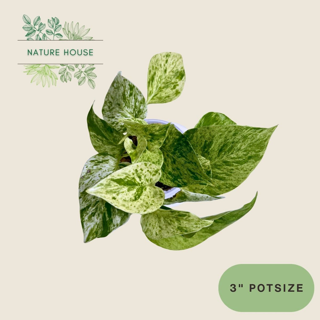 Pothos Blizzard - 3 inch pot - top view