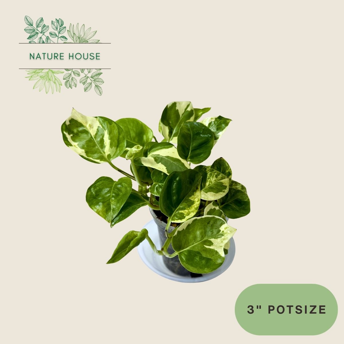 Pothos Pearls And Jade - 3 inch pot - front view