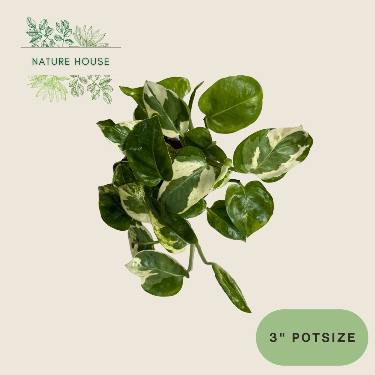 Pothos Pearls And Jade - 3 inch pot - front view