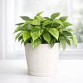 Pothos Marble Queen
