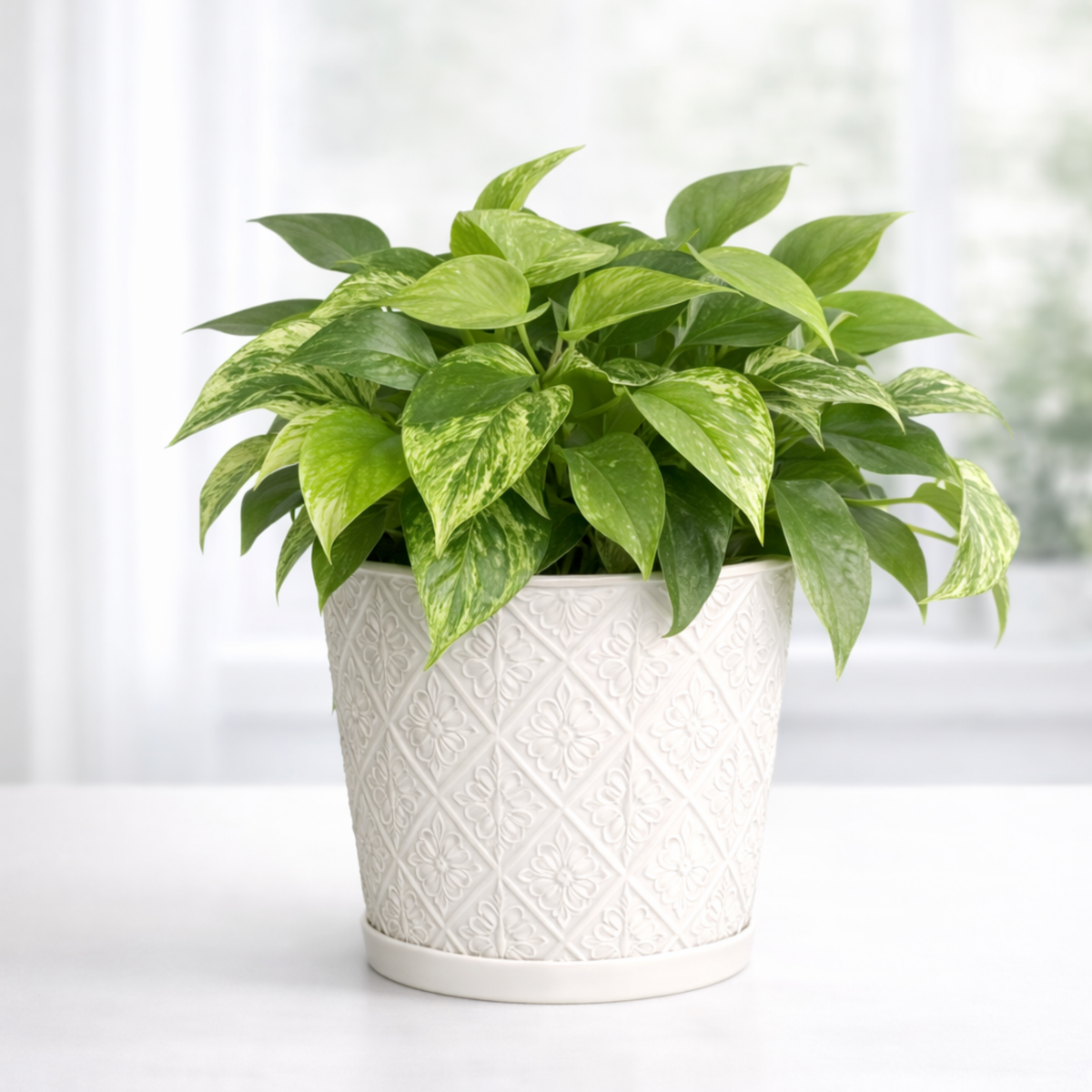 Pothos Marble Queen