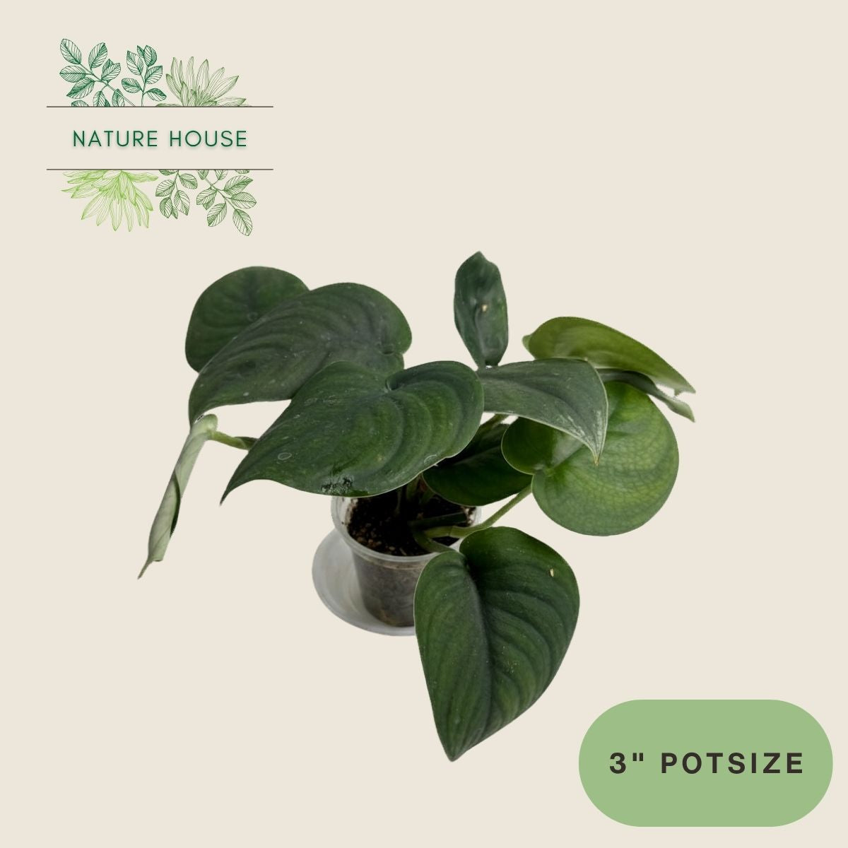 Scindapsus Jade Satin - 3 inch pot - front view