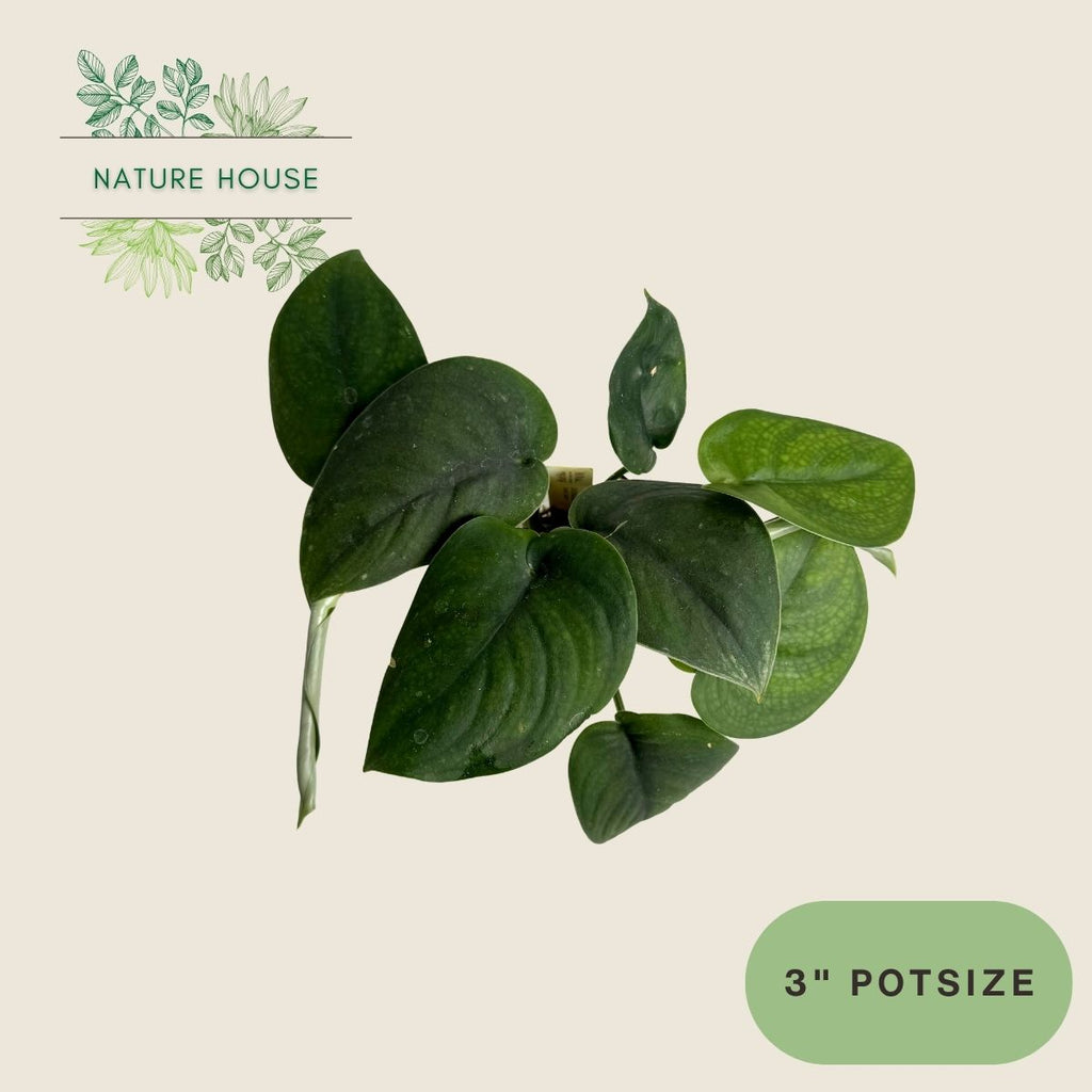 Scindapsus Jade Satin - 3 inch pot - top view