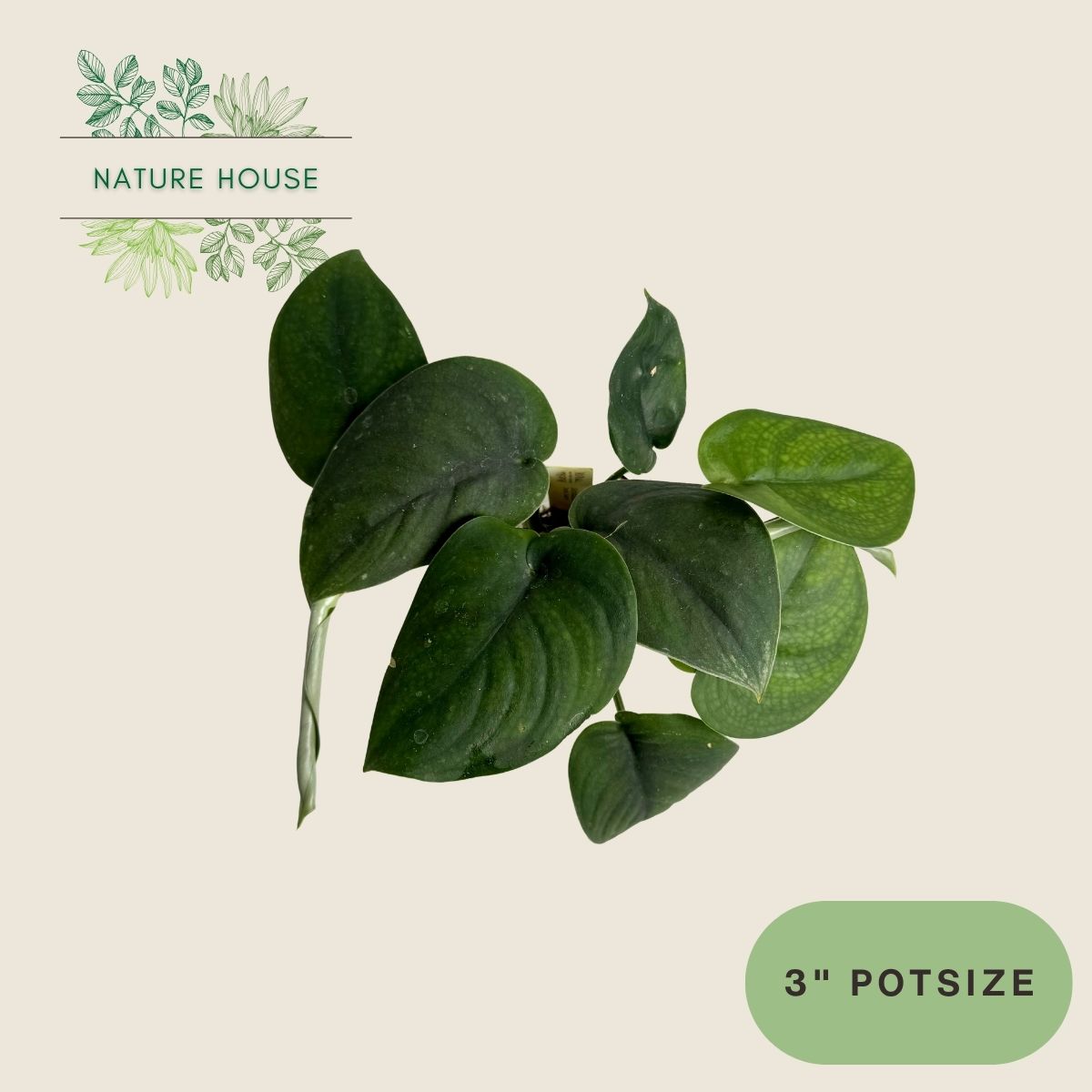 Scindapsus Jade Satin - 3 inch pot - top view