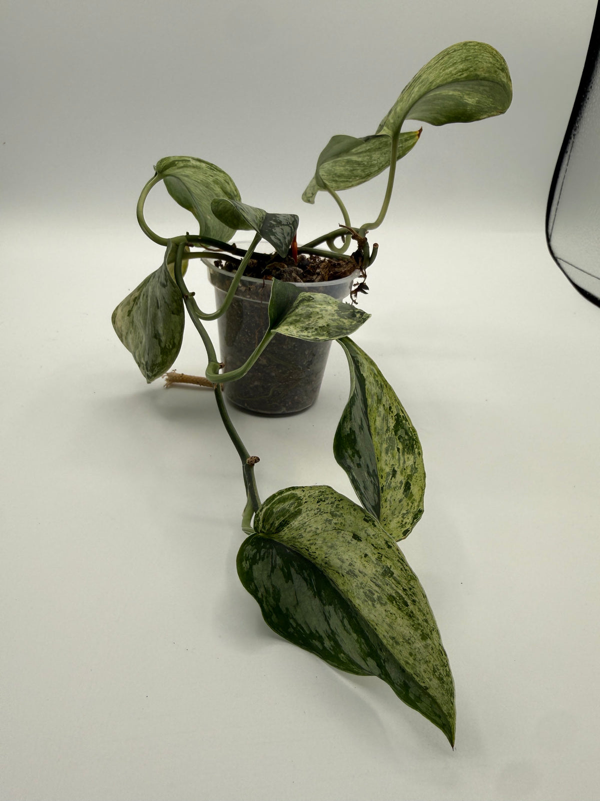 Scindapsus Peasun 3 inch pot, front view