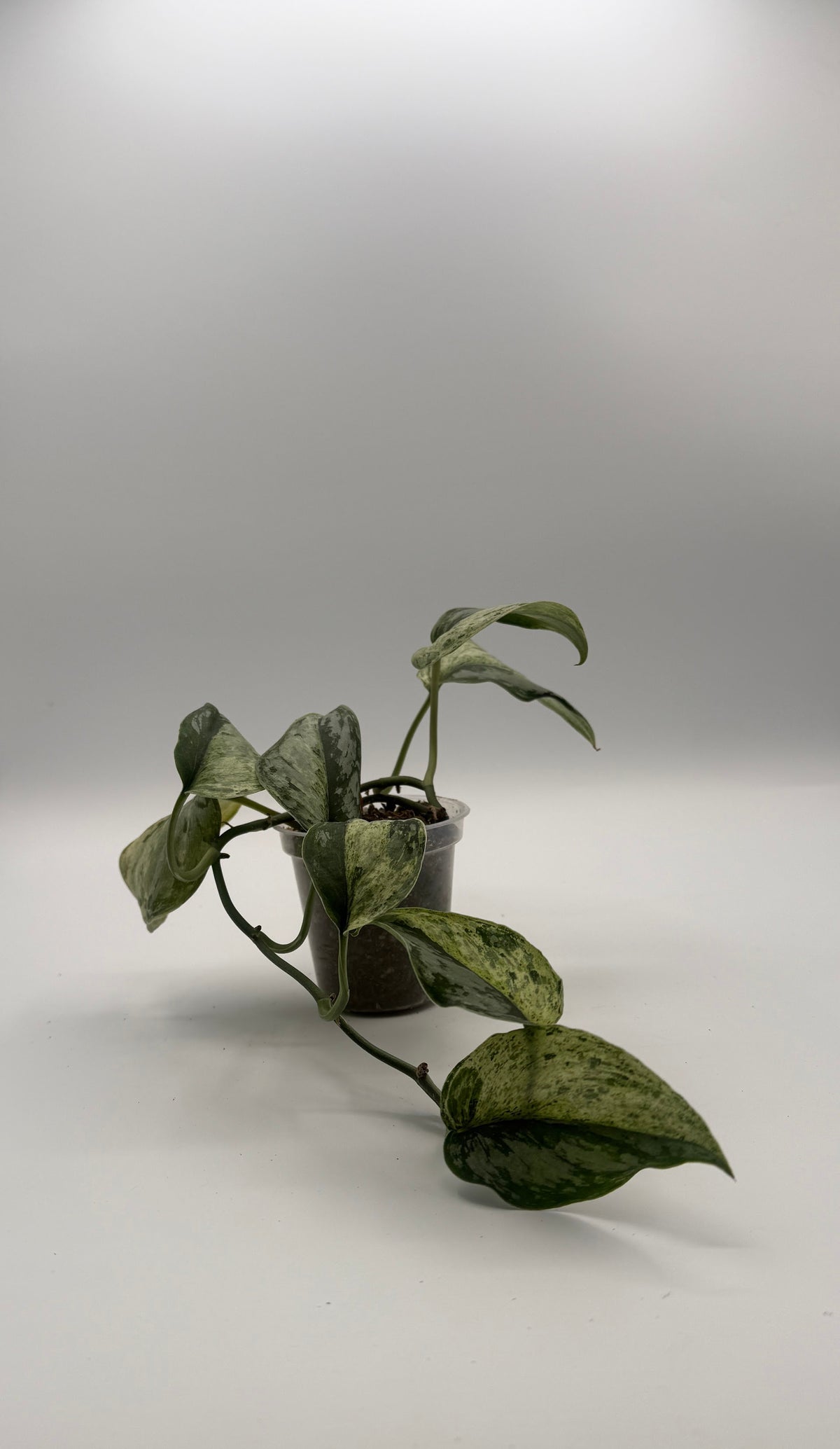 Scindapsus Peasun 3 inch pot, front view
