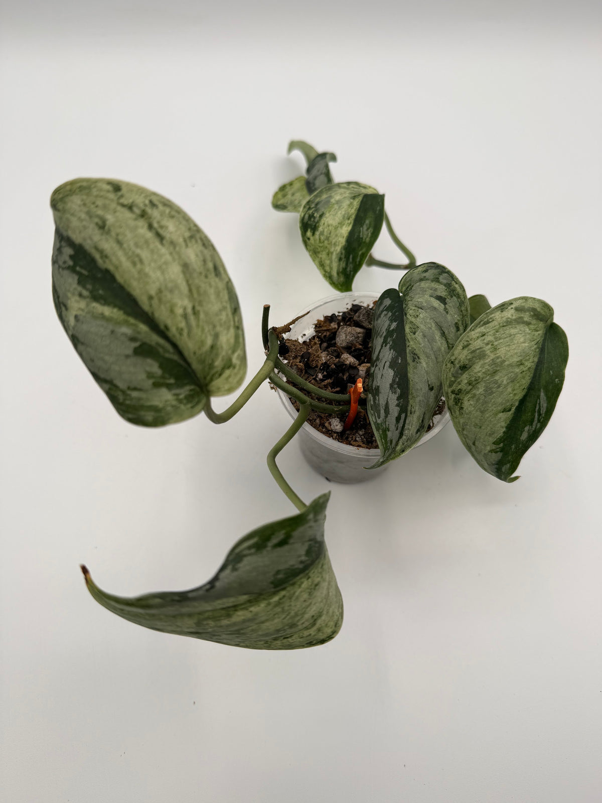Scindapsus Peasun 3 inch pot, top view