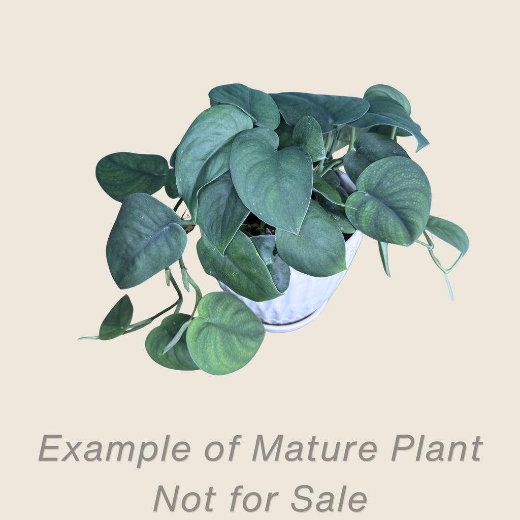 Scindapsus Jade Satin - mature plant
