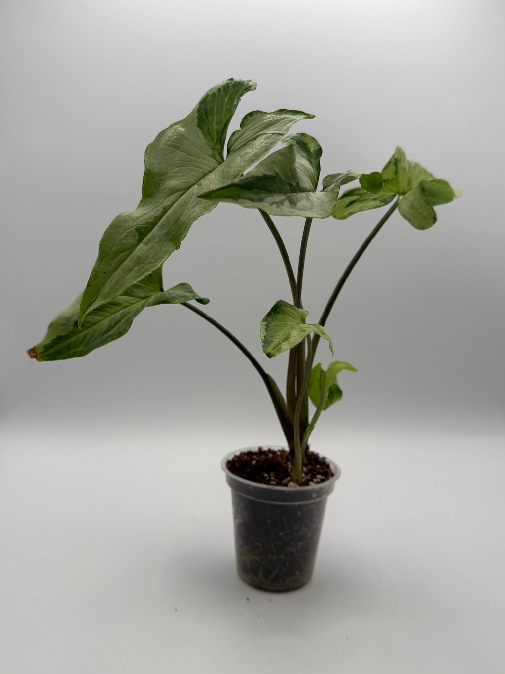 Syngonium Three Kings 3 inch pot, front view