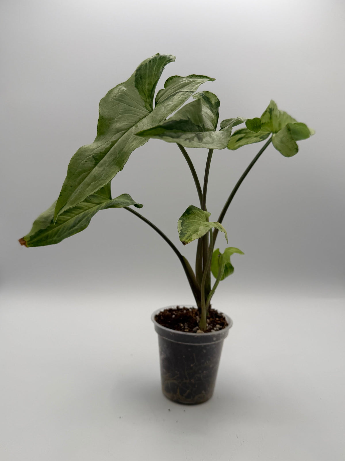 Syngonium Three Kings 3 inch pot, front view