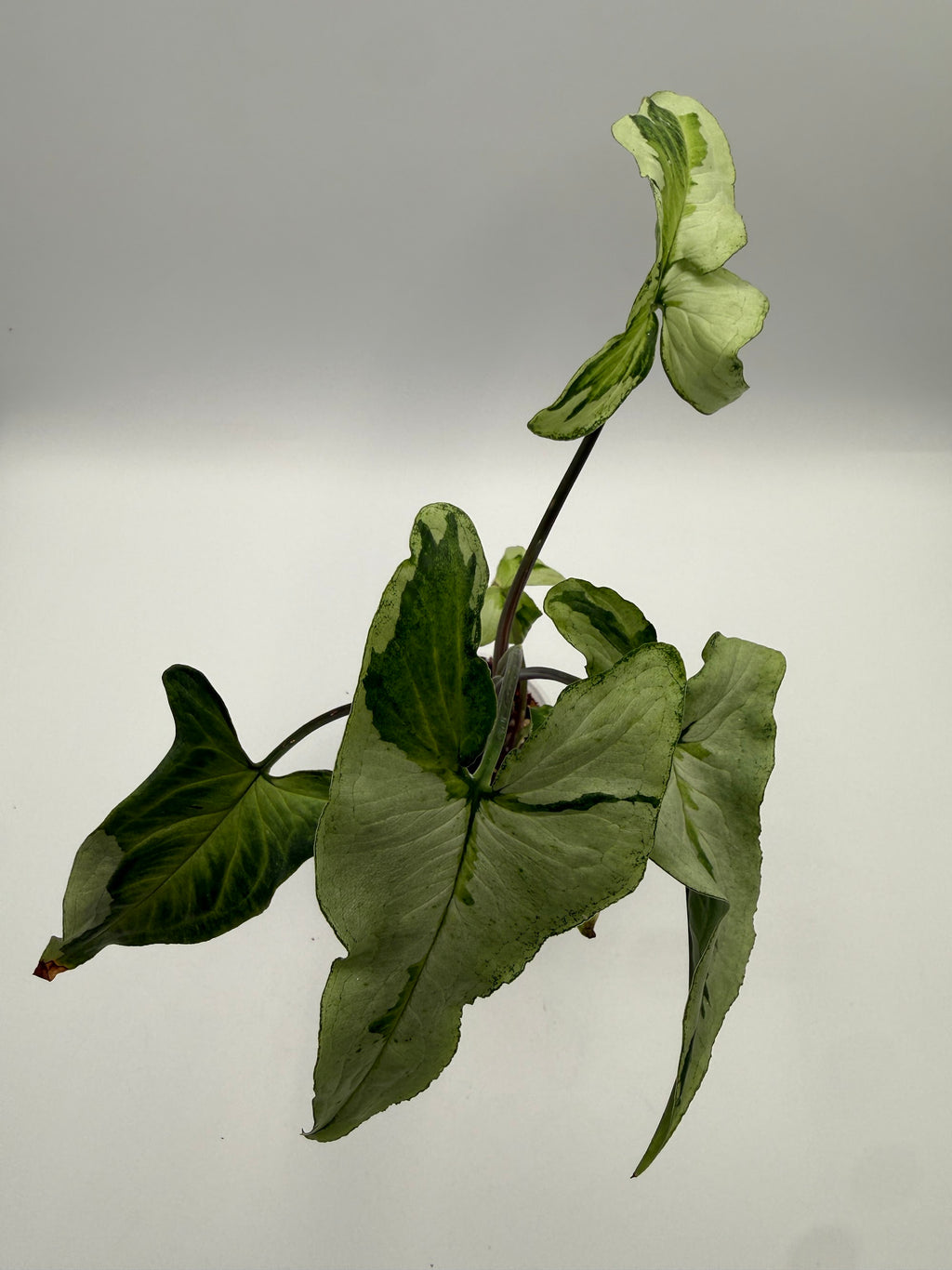 Syngonium Three Kings 3 inch pot, top view