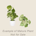 Syngonium Green Splash - mature plant