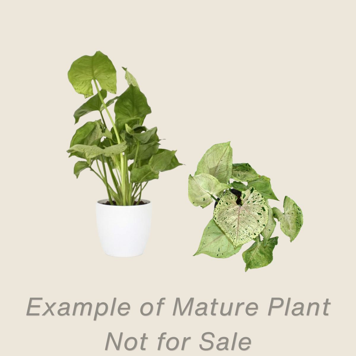 Syngonium Green Splash - mature plant