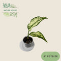 Aglaonema First Diamond - 3 inch pot - front view
