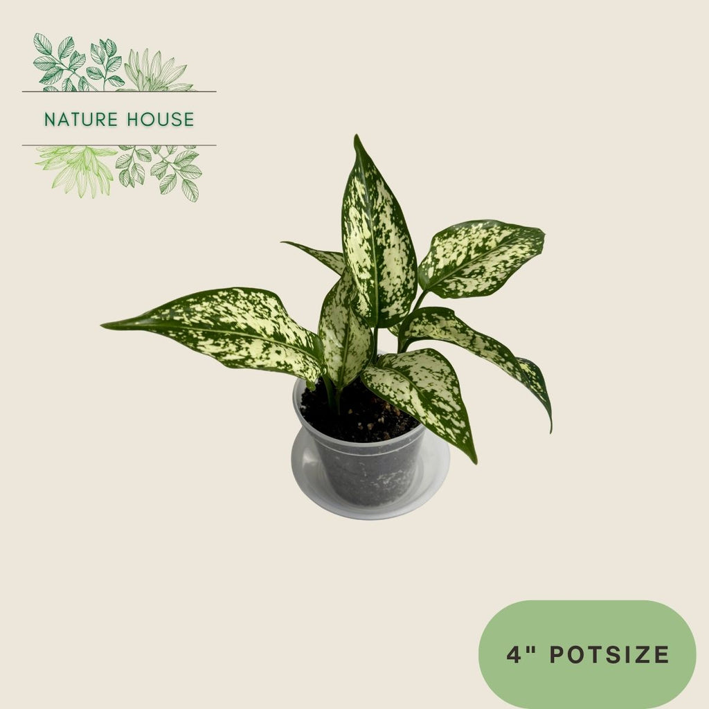 Aglaonema First Diamond