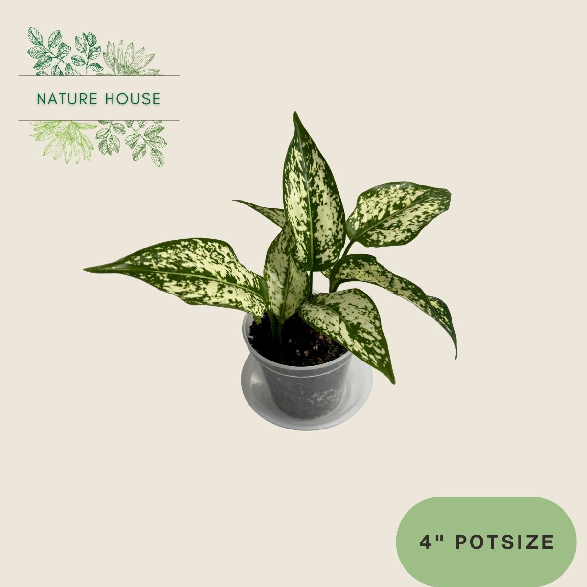 Aglaonema First Diamond