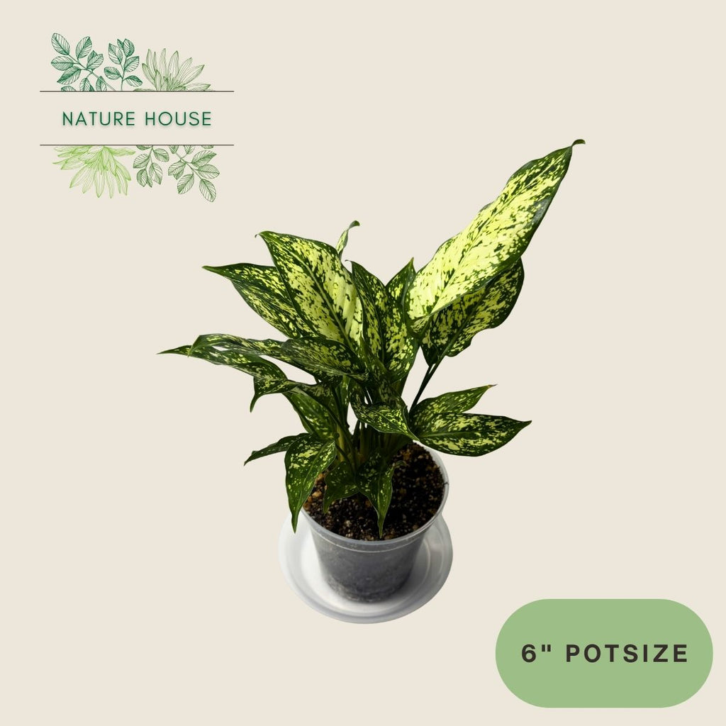 Aglaonema First Diamond - 6 inch pot - top view