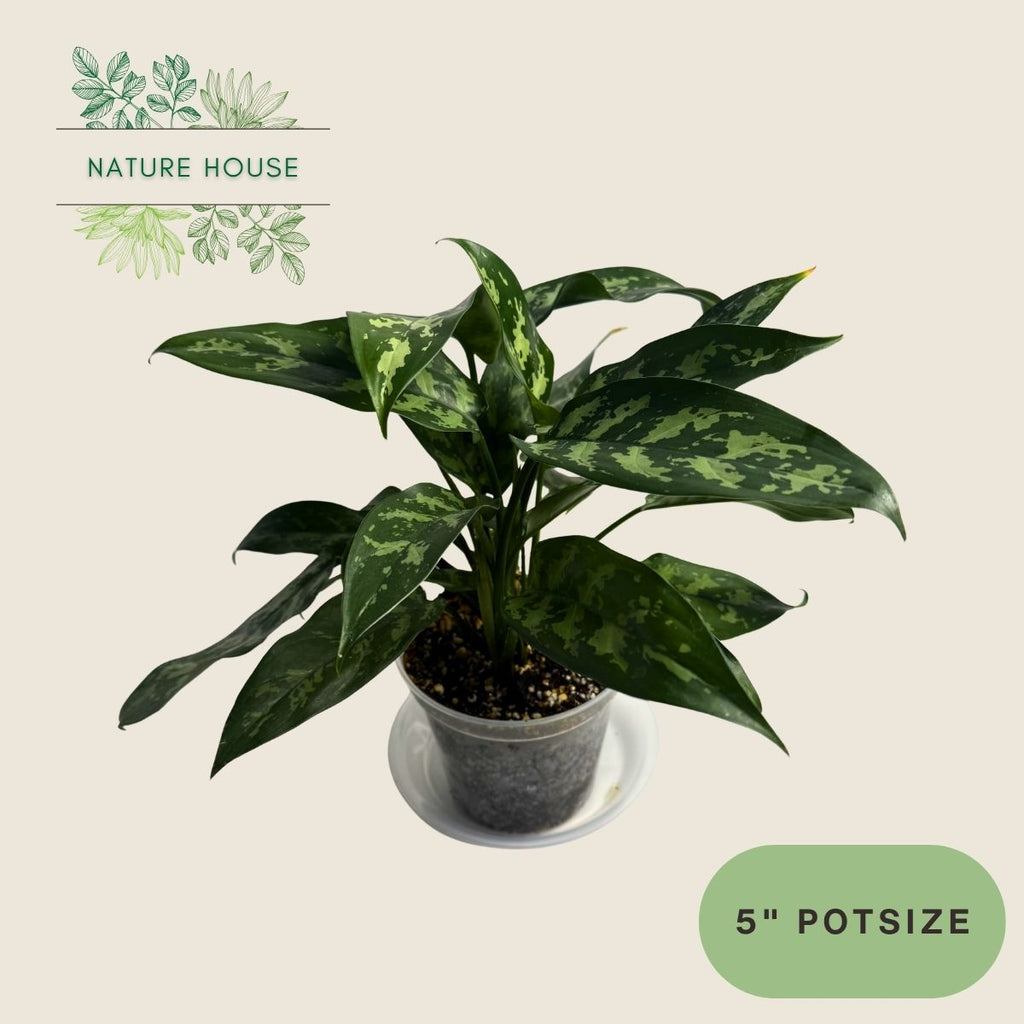 Aglaonema Maria Emerald Beauty - 5 inch pot - front view