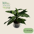 Aglaonema Maria Emerald Beauty - 5 inch pot - front view