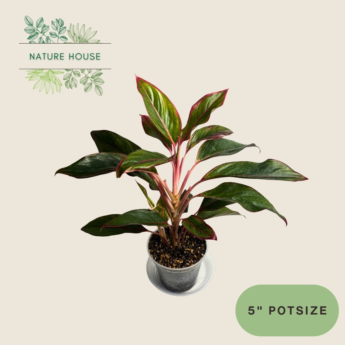 Aglaonema Siam - 5 inch pot - front view