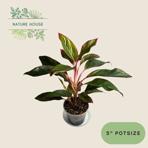 Aglaonema Siam - 5 inch pot - front view