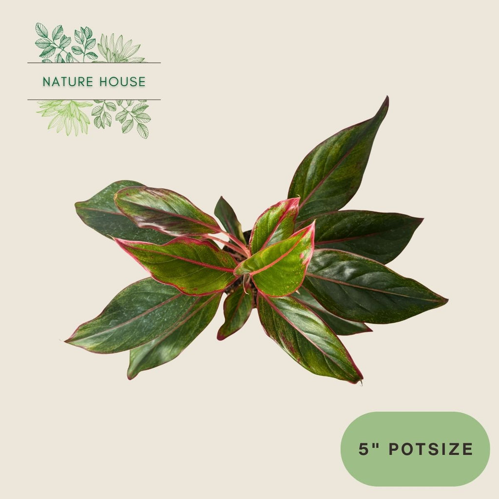 Aglaonema Siam - 5 inch pot - top view